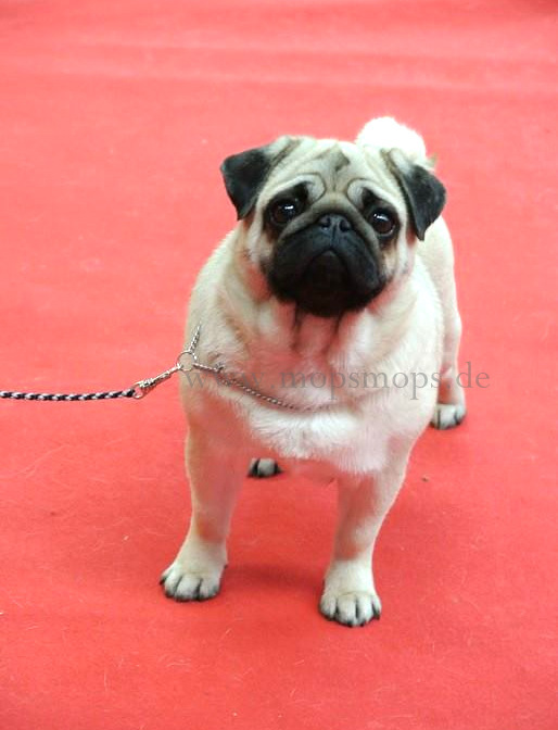 Roly Poly 28.2.15.jpg